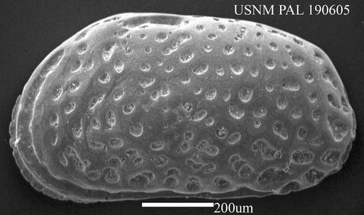 Urocythereis oblonga ? (Brady, 1866)