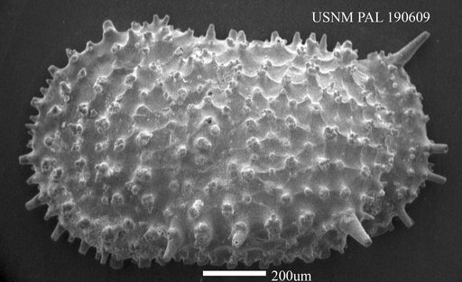 Thalassocythere sp