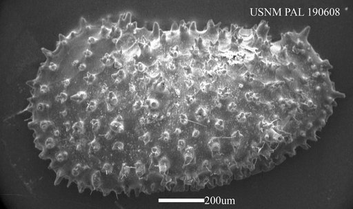 Thalassocythere acanthoderma (Brady, 1880)