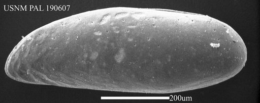Hemicytherideis elongata (Brady)