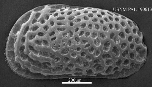Urocythereis sp