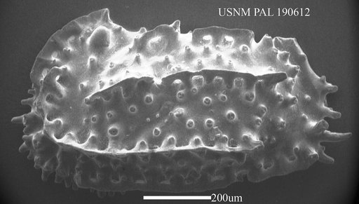 Carinocythereis sp.