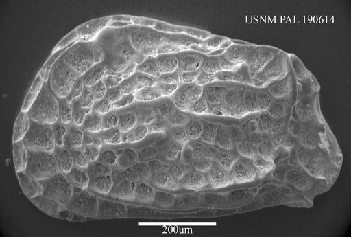 Jugosocythereis parva