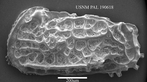 Genus indet. sp. indet.