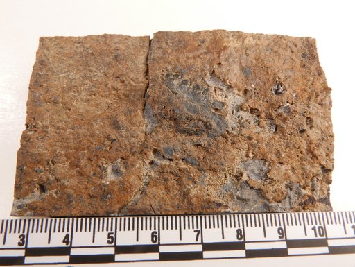 cf. Grippidia sp