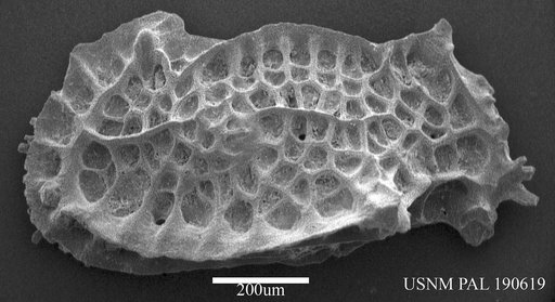 Quasibradleya sp