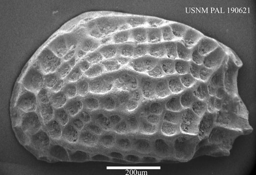 Genus indet. sp. indet.