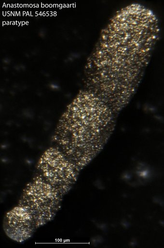Anastomosa boomgaarti Hayward & Van Kerckhoven, 2012