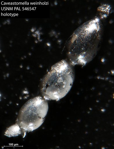 Caveastomella weinholzi Hayward & Kawagata, 2012