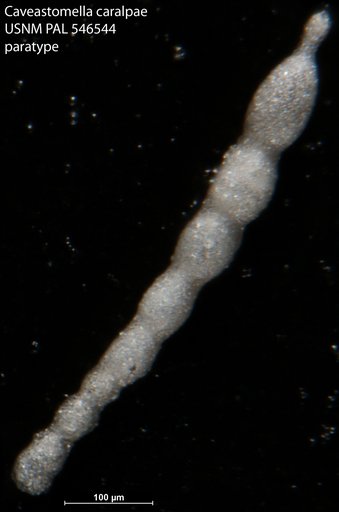 Caveastomella caralpae Hayward, 2012