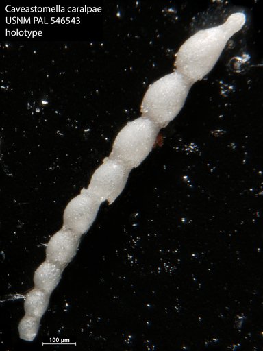 Caveastomella caralpae Hayward, 2012