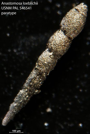 Anastomosa loeblichi Hayward & Van Kerckhoven, 2012