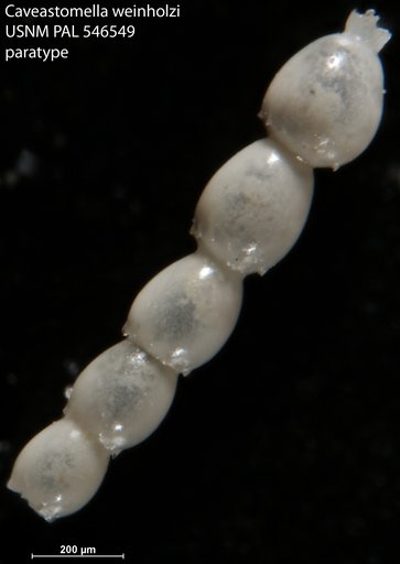 Caveastomella weinholzi Hayward & Kawagata, 2012