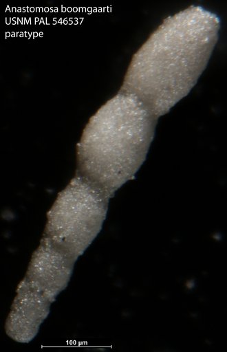 Anastomosa boomgaarti Hayward & Van Kerckhoven, 2012