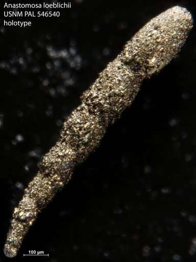 Anastomosa loeblichi Hayward & Van Kerckhoven, 2012