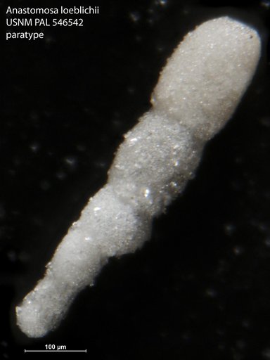 Anastomosa loeblichi Hayward & Van Kerckhoven, 2012