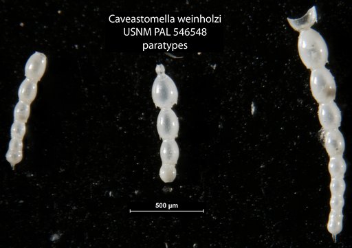 Caveastomella weinholzi Hayward & Kawagata, 2012