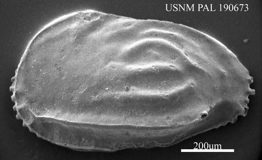 Ruggieria sp.
