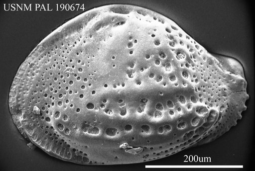 Buntonia giesbrechtii