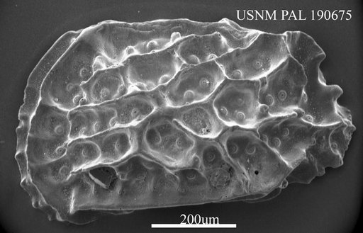 Genus indet. sp. indet.