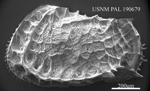 Bradleya sp.