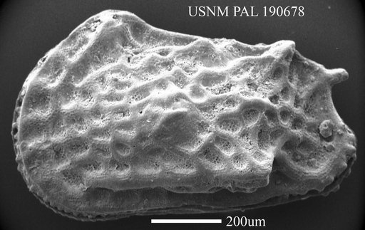 Genus indet. sp. indet.