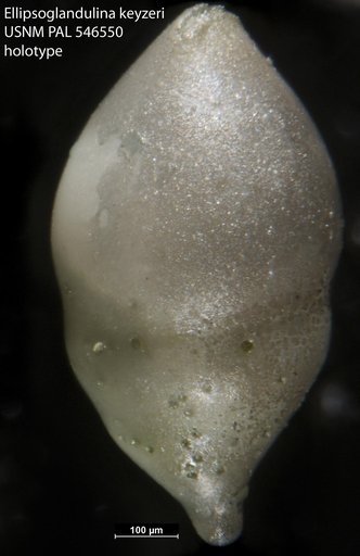 Ellipsoglandulina keyzeri Hayward, 2012