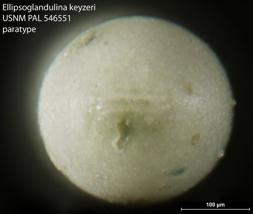 Ellipsoglandulina keyzeri Hayward, 2012