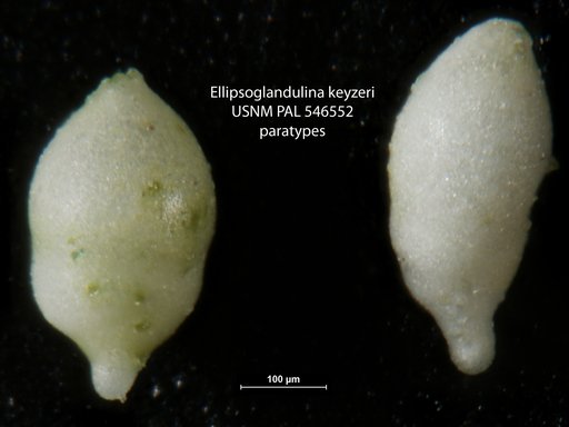 Ellipsoglandulina keyzeri Hayward, 2012