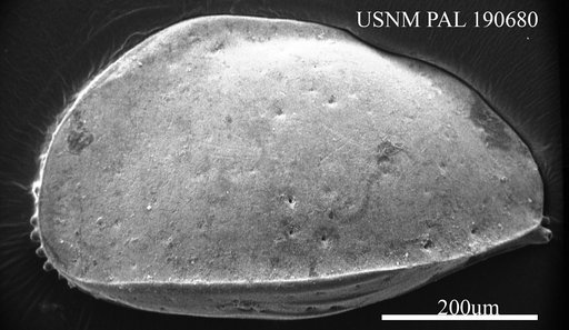 Pterygocythere ? sp. 1