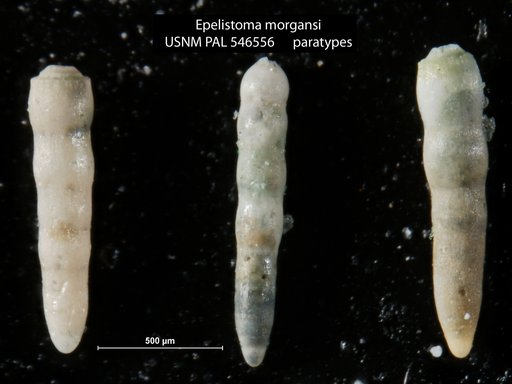 Epelistoma morgansi Hayward, 2012