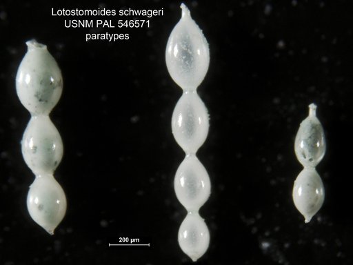 Lotostomoides schwageri Hayward, 2012
