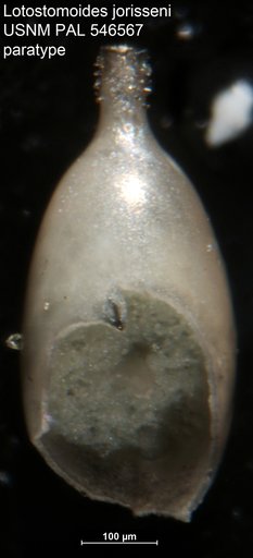 Lotostomoides jorisseni Hayward, 2012