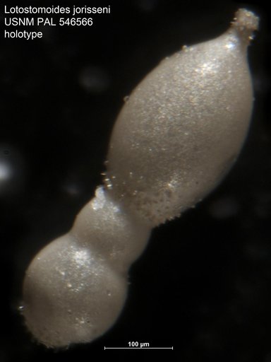 Lotostomoides jorisseni Hayward, 2012