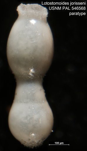 Lotostomoides jorisseni Hayward, 2012