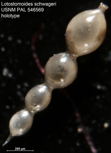 Lotostomoides schwageri Hayward, 2012