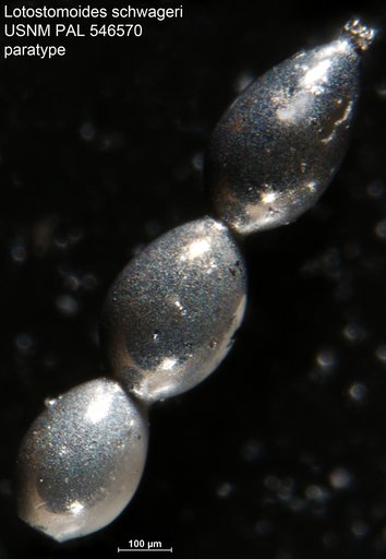 Lotostomoides schwageri Hayward, 2012
