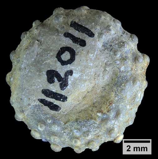 Goniopygus zitteli Clark