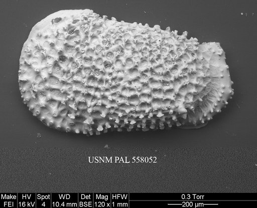 Rugocythereis horrida (Whatley & Coles, 1987)