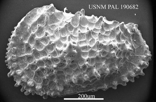 Genus indet. sp. indet.