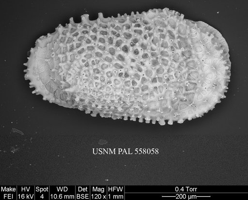 Rugocythereis horrida (Whatley & Coles, 1987)