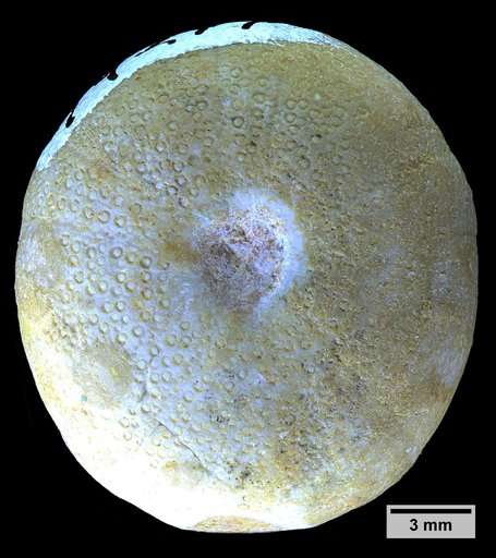 Pseudopyrina clarki (Bose)