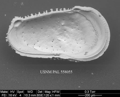 Rugocythereis horrida (Whatley & Coles, 1987)