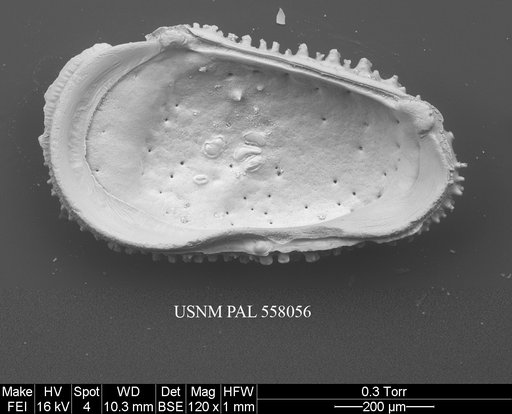 Rugocythereis horrida (Whatley & Coles, 1987)
