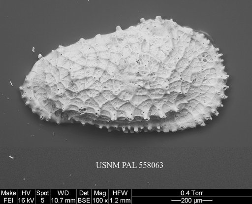 Rugocythereis leptodictyota (Ayress, 1995)