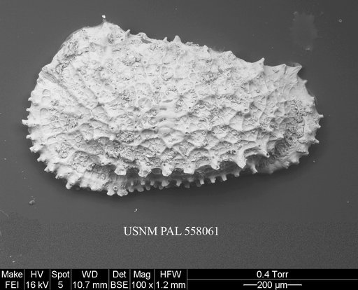 Rugocythereis leptodictyota (Ayress, 1995)