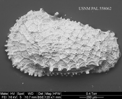 Rugocythereis leptodictyota (Ayress, 1995)