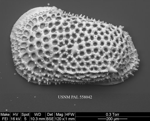 Rugocythereis melonis Yasuhara et al., 2013