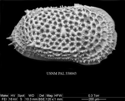Rugocythereis melonis Yasuhara et al., 2013