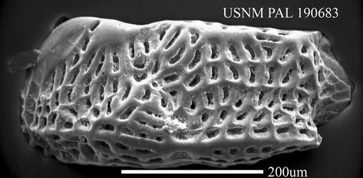 Genus indet. sp. indet.